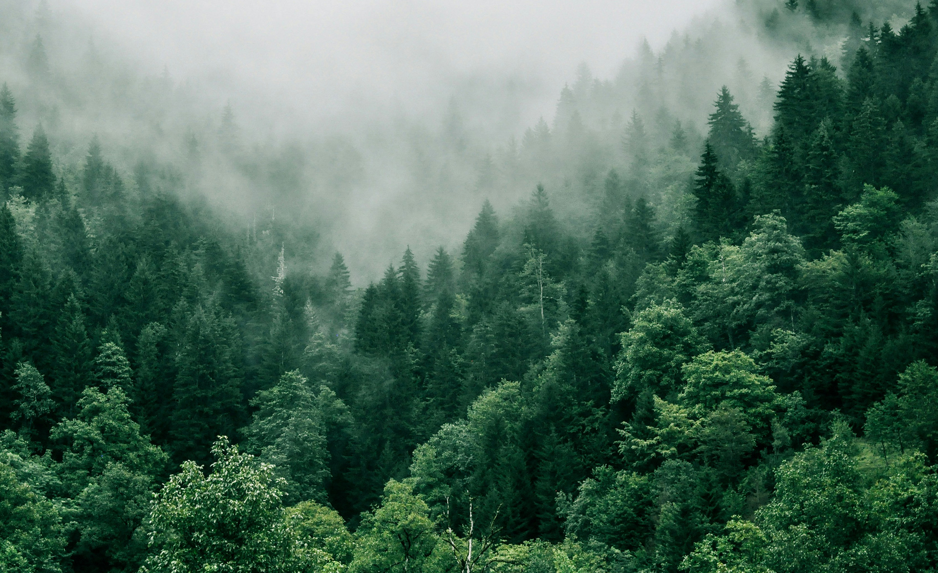 Green products and
technological innovation